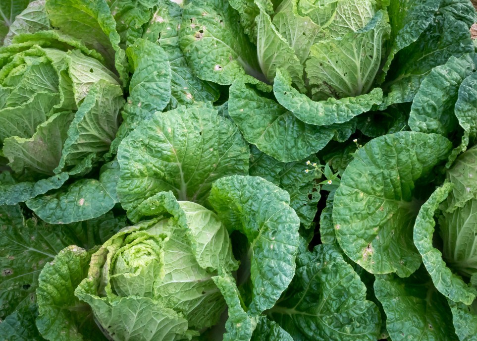 CABBAGE - MISS SAYUR EXOPRT2