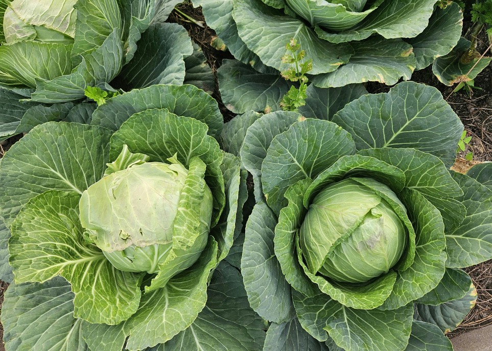 CABBAGE - MISS SAYUR EXOPRT3