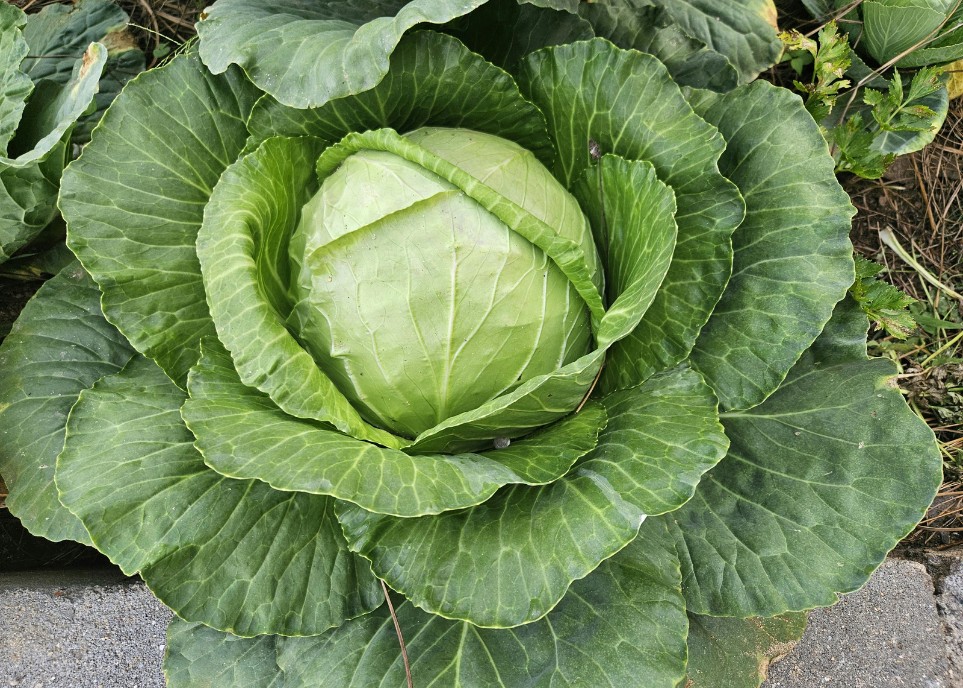 CABBAGE - MISS SAYUR EXOPRT4