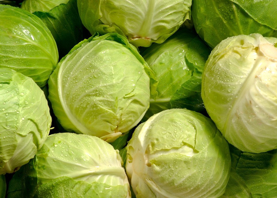 CABBAGE - MISS SAYUR EXOPRT5