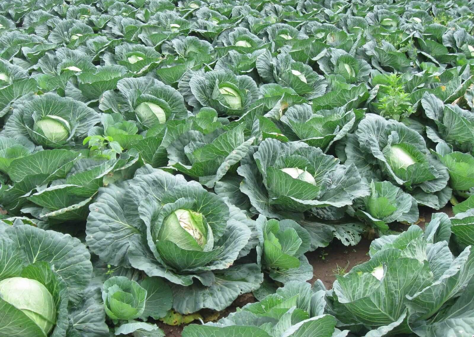 CV MISS SAYUR SEJAHTERA2