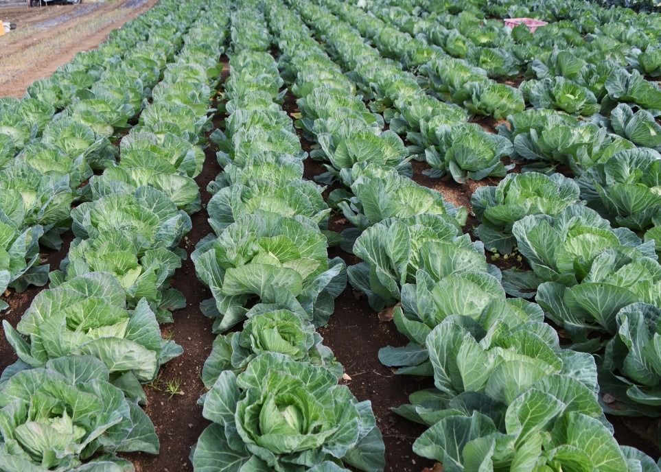 Miss Sayur Cabbage (2)