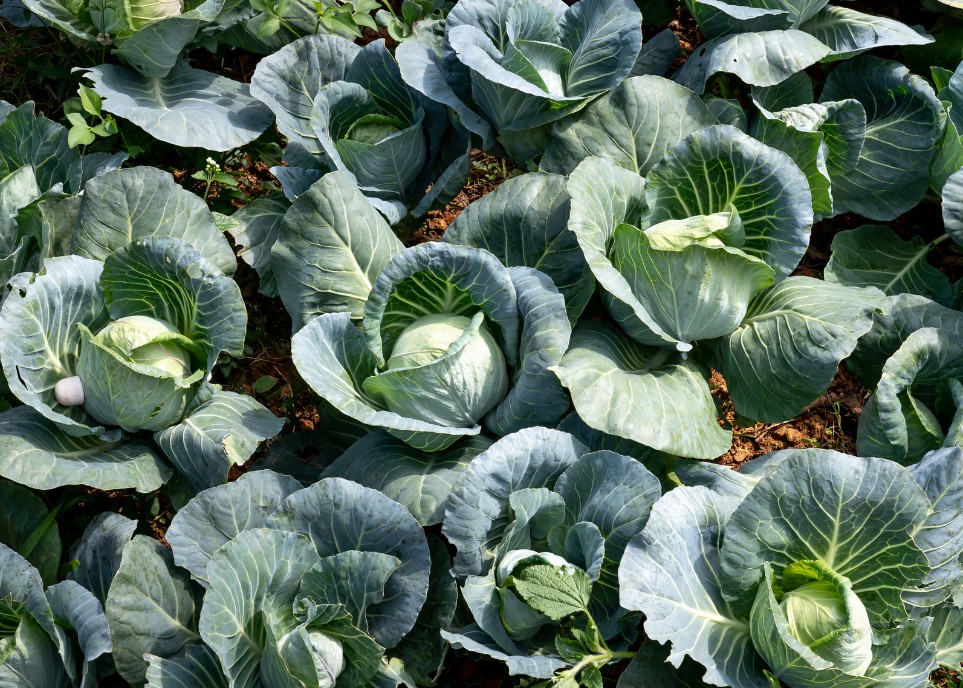 Miss Sayur Cabbage (3)